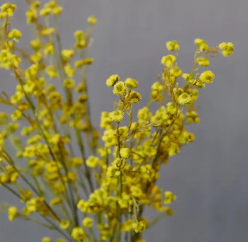 Strilingia Latifolia Stem (Artificial Flower)