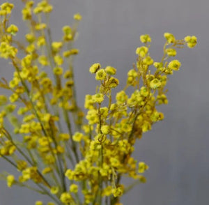 Strilingia Latifolia Stem (Artificial Flower)