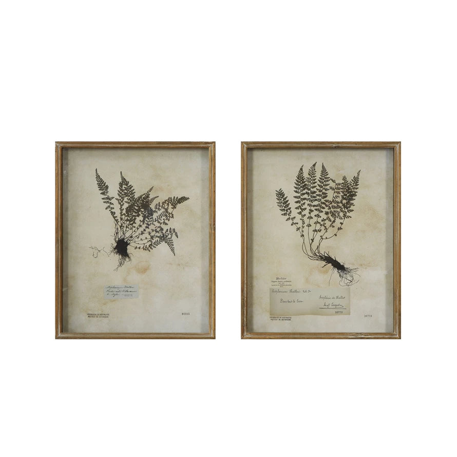 Fern Shadow Box Print Artwork